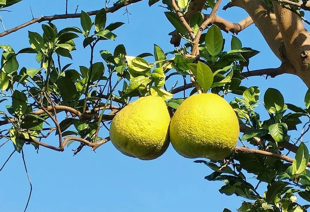 海棠紫珠香泡果实挂枝头可赏不可采