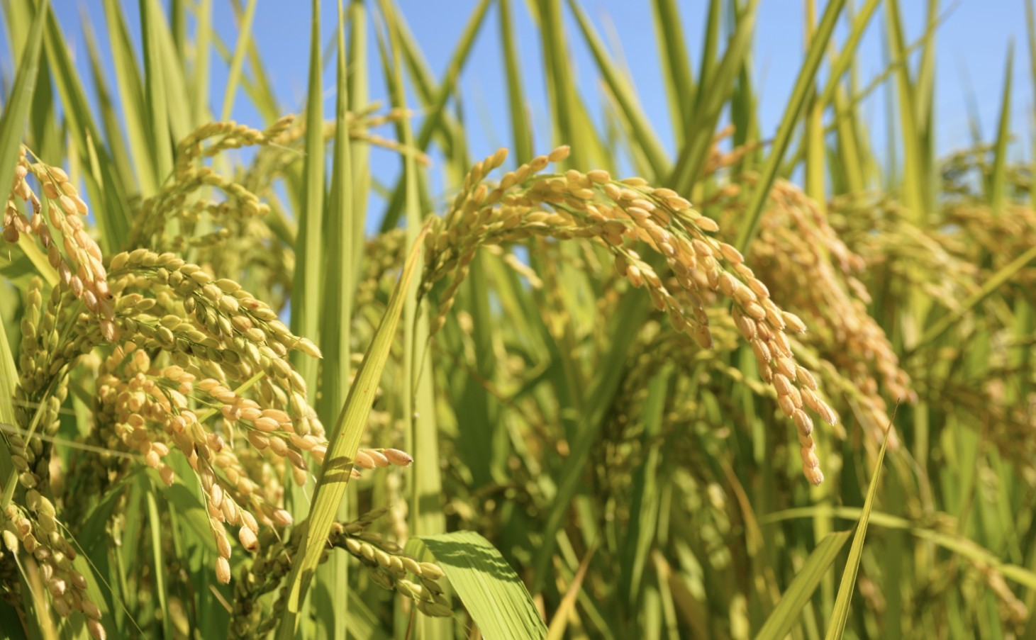 北京海淀秋粮收获2167.5吨!京西稻占近一半|补贴_新浪财经_新浪网