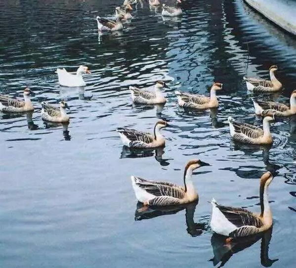 野鸭在青岛大学千剑湖安居。图片来源：青岛大学官微