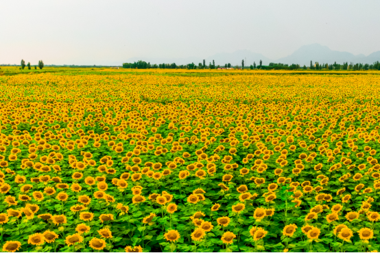 ▲ 内蒙古五原县的向日葵种植面积达到120万亩，年产量超过5亿斤。 沈晓凯 摄
