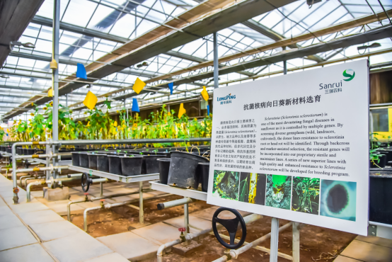 ▲五原在向日葵种子研发领域颇有建树，前几年成立的“向日葵研究院”硕果颇丰，打破了美国种子的垄断。 沈晓凯 摄