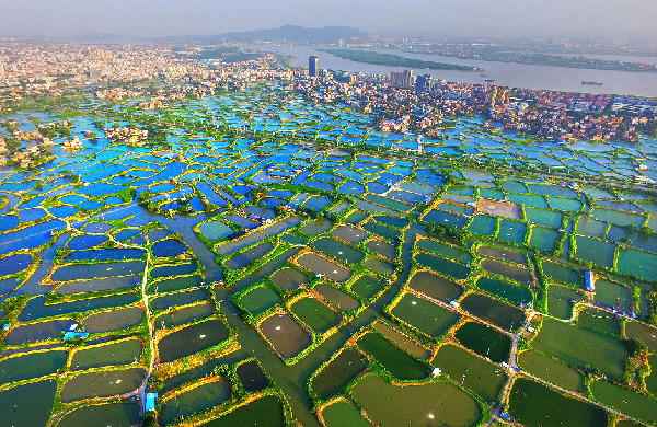 南海九江镇水网交错,高空俯瞰下鱼塘成片,或是村落林立,或是公路贯穿,构成一幅幅富有特色的水乡人家、桑基鱼塘的田园画面。(南海区委宣传部供图)