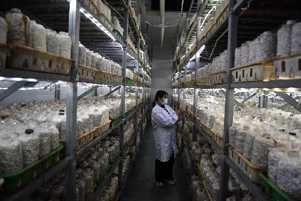 河南世纪香食用菌开发有限公司员工正在查看白灵菇菌种生长情况。新华社记者 李嘉南 摄