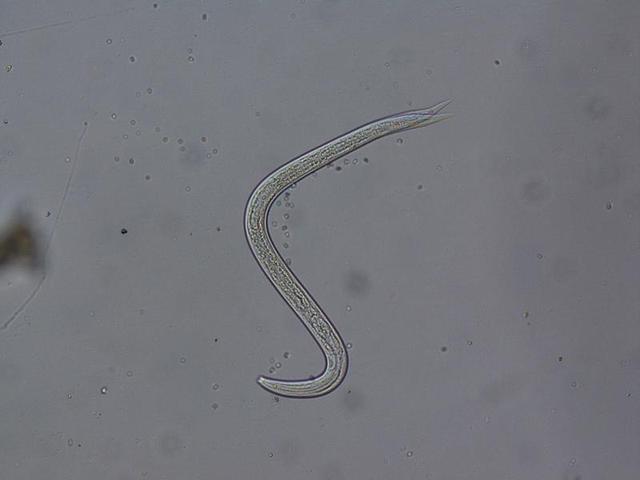 和工作质量,增强远程鉴定系统,全自动生物显微镜等各种仪器设备配置