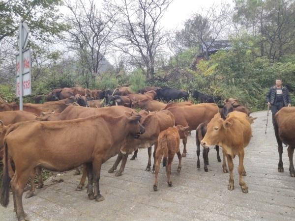 南丹县月里镇红叶黄牛处处有督察组抻出顶夸夸