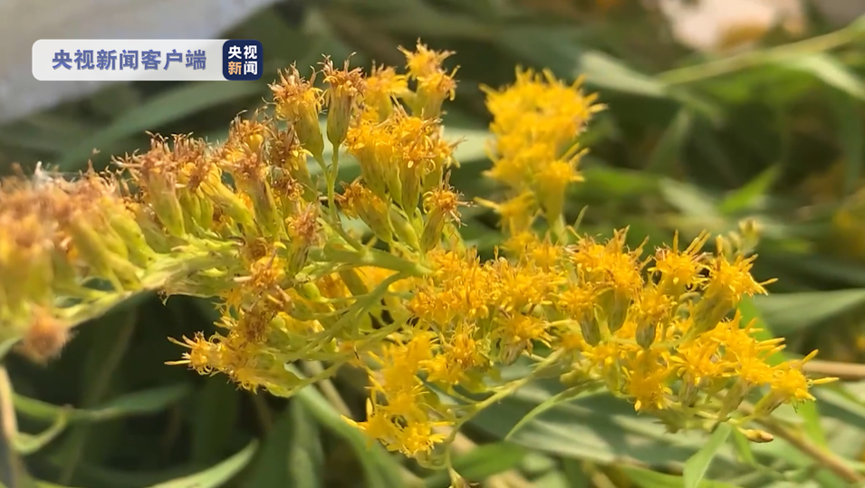 河南多地发现外来物种“一枝黄花” 专家：尽快铲除