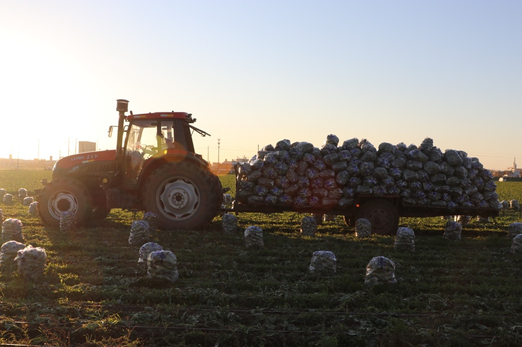 ▲农用拖拉机拖着刚刚拔出来的潍坊萝卜从落日余晖里穿过。李云丰｜摄