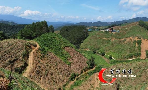 昭平县昭平镇积极推进村级集体经济增收