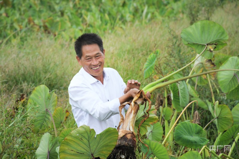 俞邦村村民俞广清是“全国种粮大户”、省级致富带头人，如今他加入小吃原料农产品种植，种植800多亩槟榔芋（央广网记者 龚雯摄）