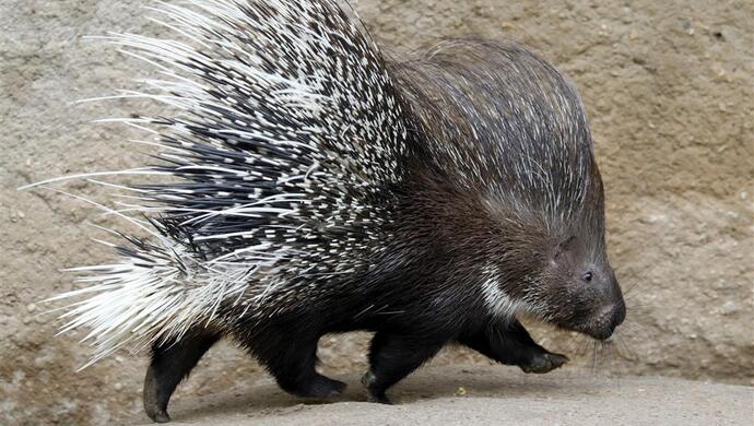 上海居民晨练时发现不明生物像巨型刺猬过马路会注意红绿灯