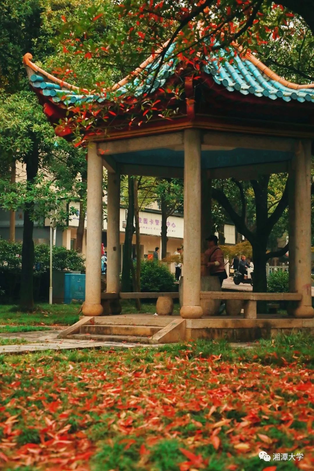 在校园里感受一阵阵风轻轻拂过一缕缕阳光柔柔洒下在最适合慵懒的秋