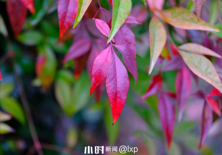摄友 lxp秋天的叶子,每一片都有自己的故事,虽然有的并没有绚丽的