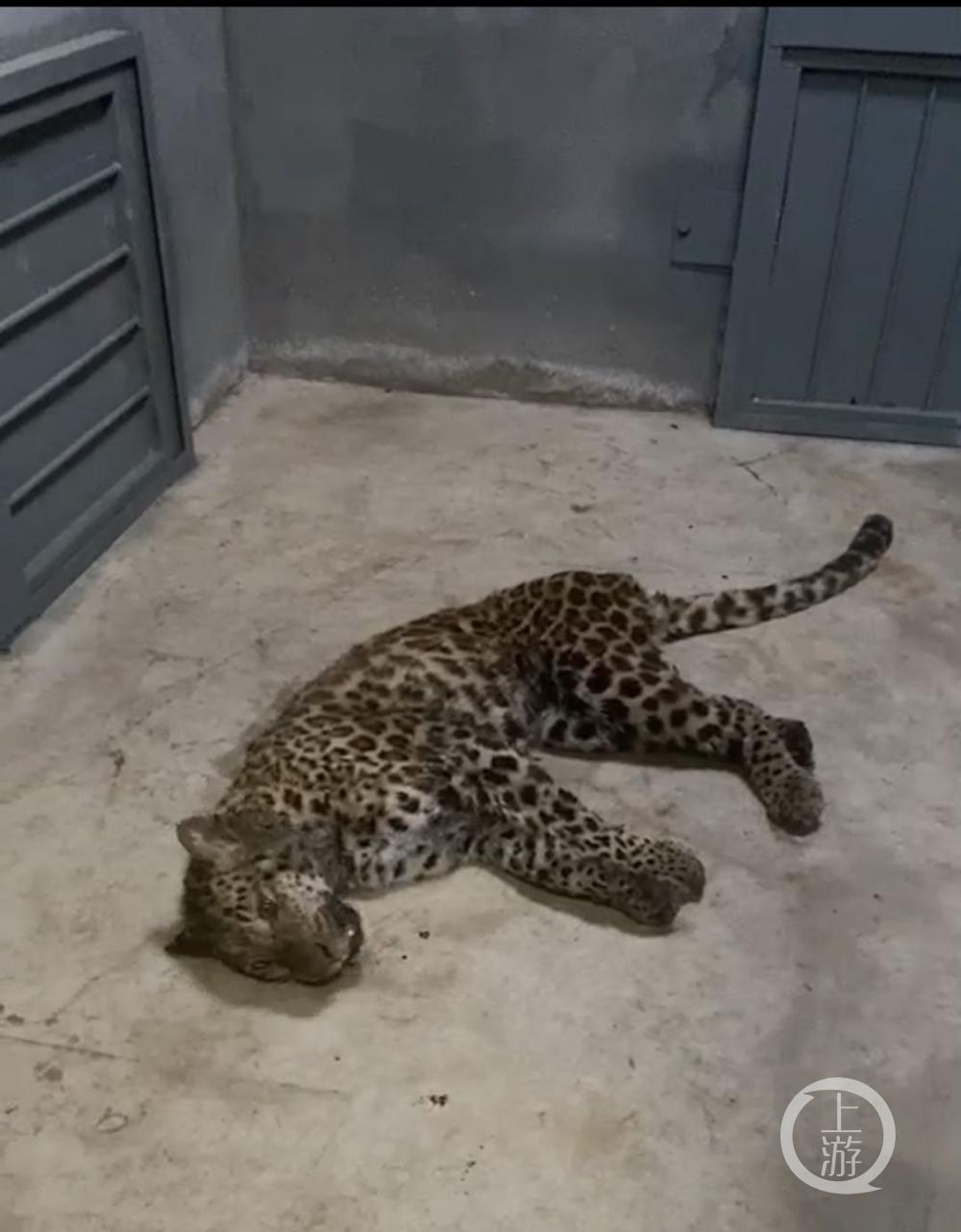 杭州金钱豹出逃事件6人获刑搜捕第三只金钱豹持续一个月无进展后停止