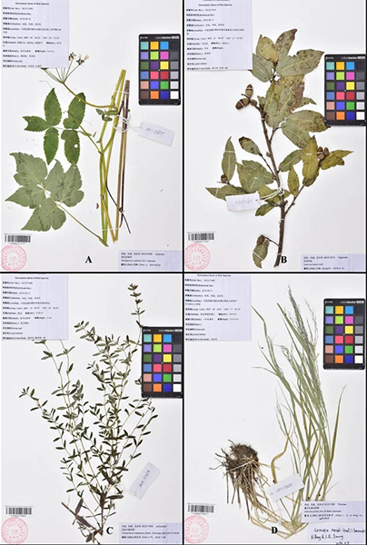 △分布于西藏的4个中国新记录种。A: 须弥四带芹T; B: 巴洛特栎; C: 尼泊尔姜味草; D: 喜马拉雅耳稃草。