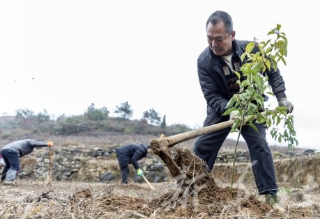 67贵州黔西:推进国储林建设 加快石漠化治理