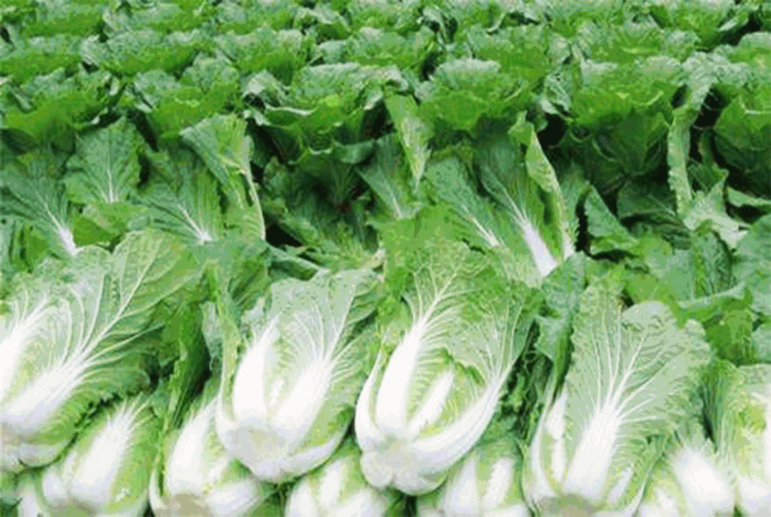 微食疗没有大白菜的冬天还能叫冬天吗