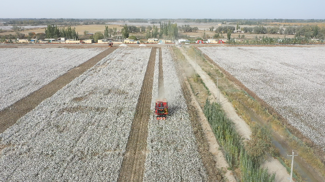 在巴楚县阿瓦提镇达其博依村的高标准棉田中，采棉机正在采收棉花（资料图片）。来源：巴楚县融媒体中心