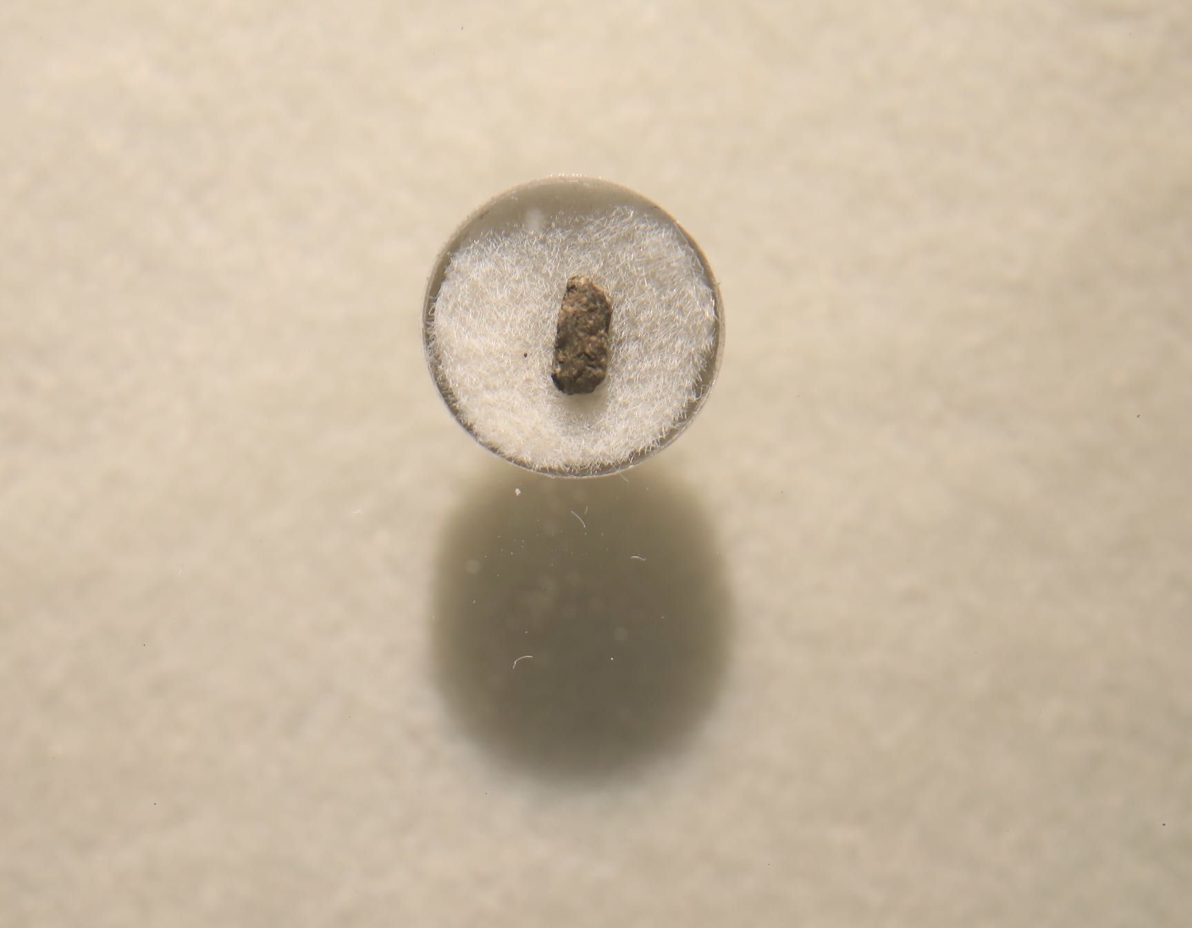 上山遗址出土的新石器时代炭化稻米.新京报记者 浦峰 摄