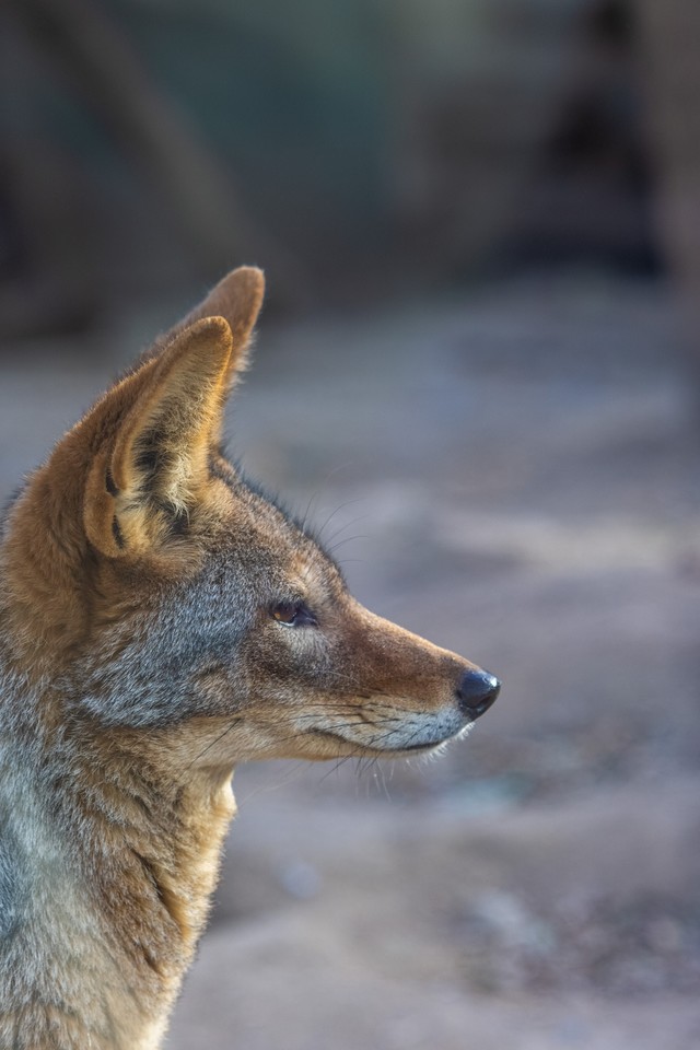 摄影新手的第二支镜头如何选择