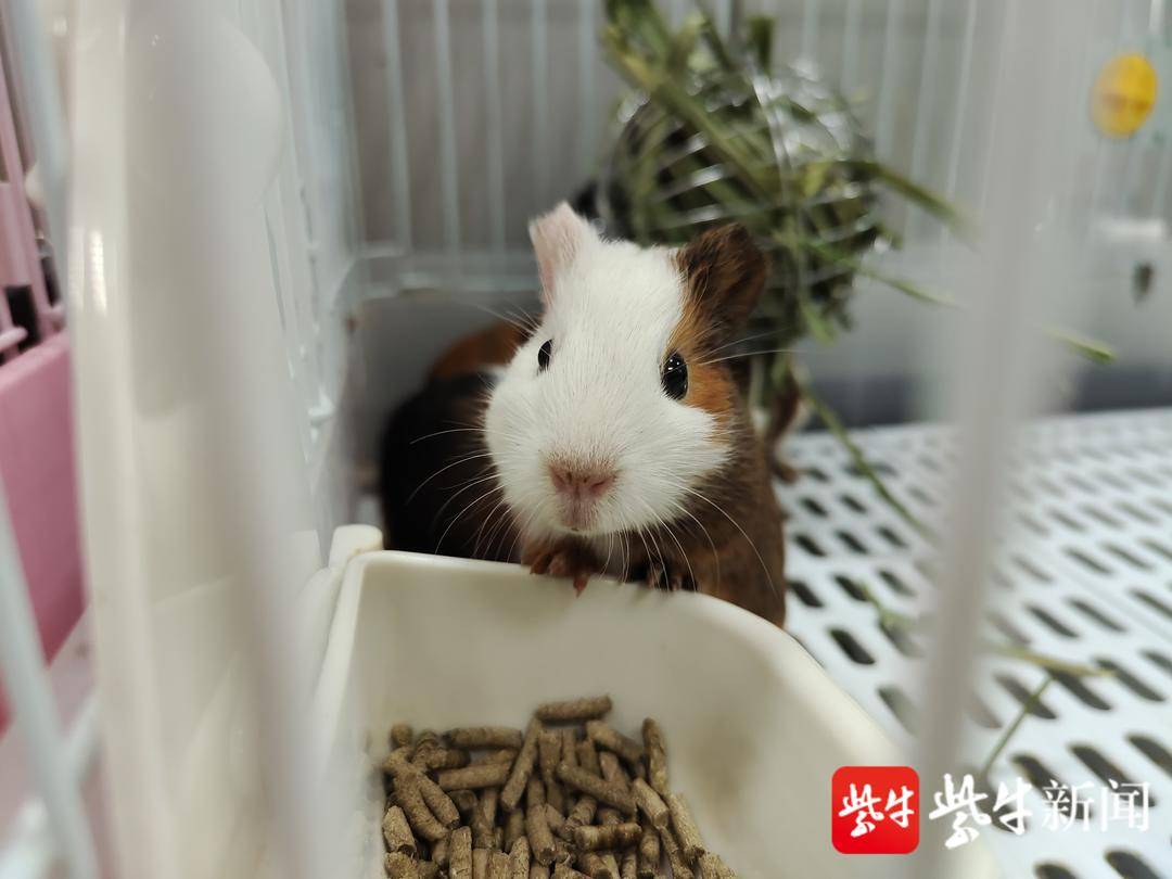 豚鼠,也叫荷兰猪,是啮齿草食动物.