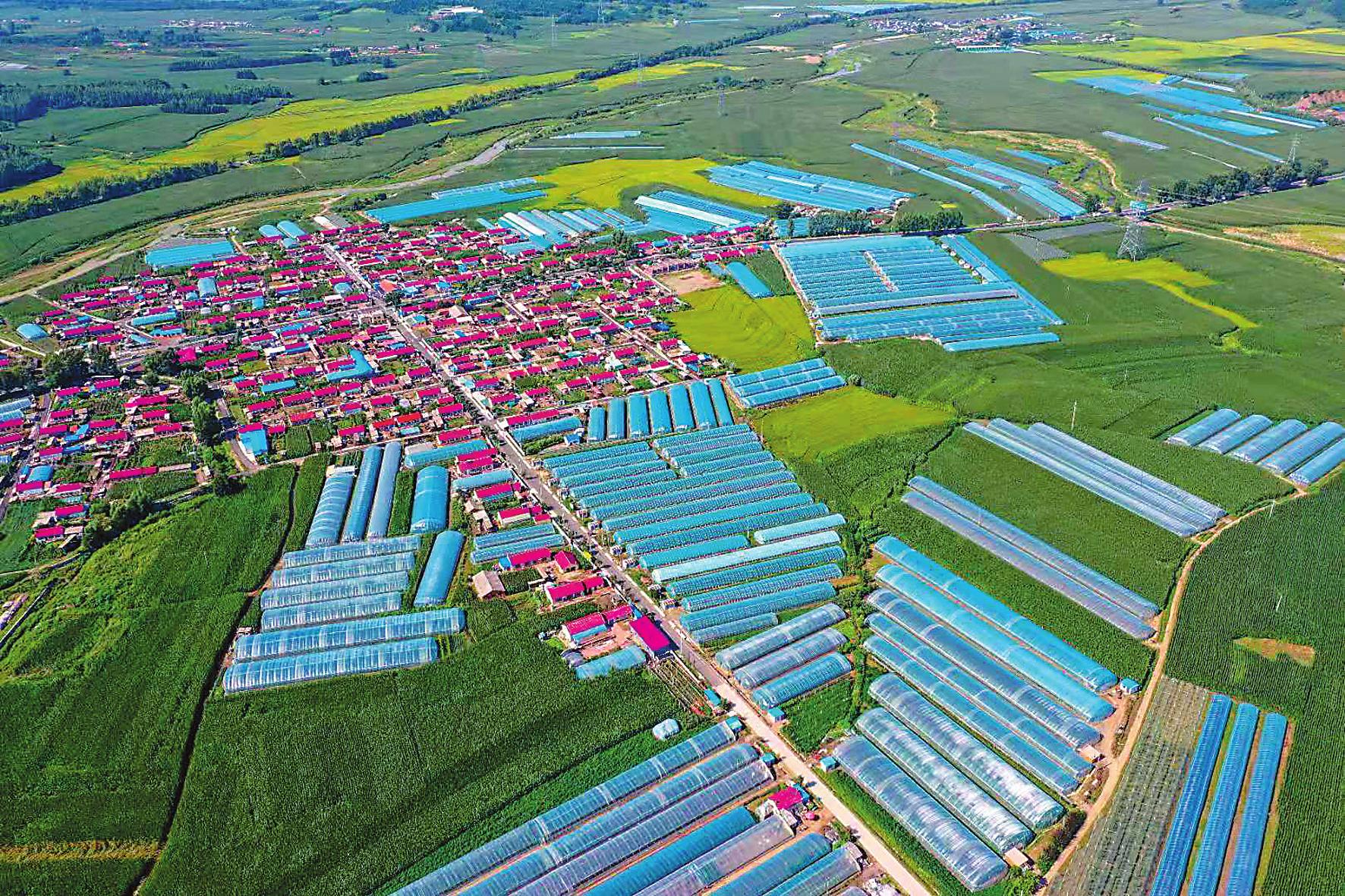 西阳镇马鞍山葡萄大棚俯瞰 (资料图片)