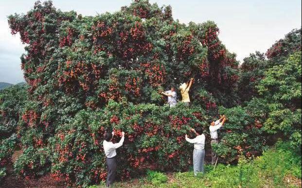 广东岭南荔枝种植系统.受访者供图