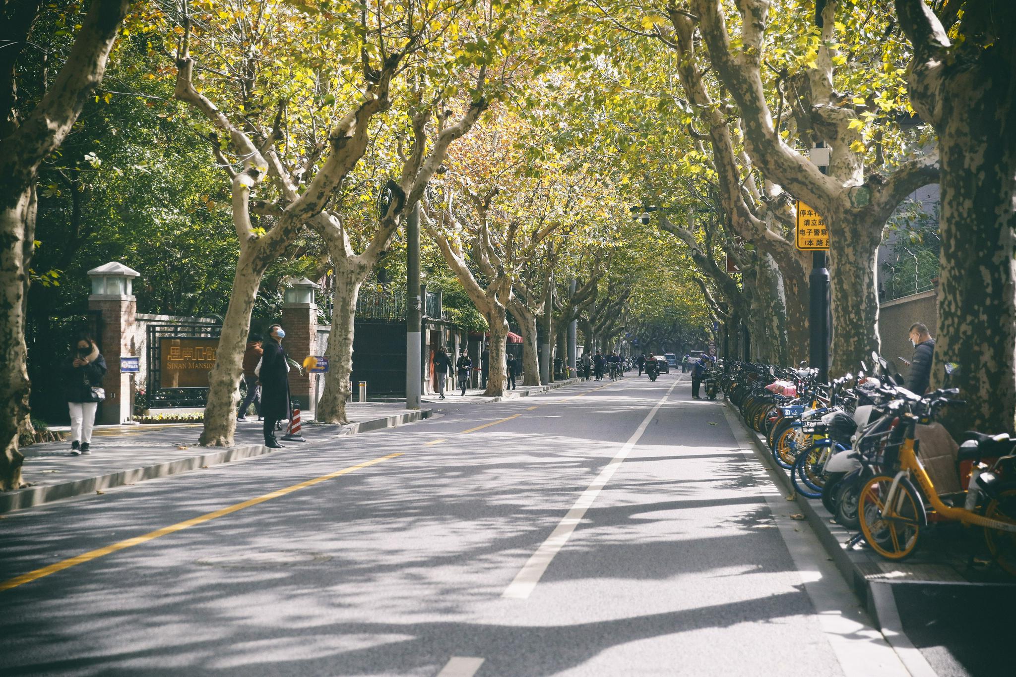 在思南路等一场梧桐雨