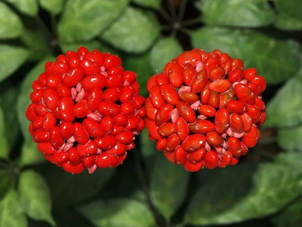 三七红籽&nbsp;文山州三七中医药发展中心供图