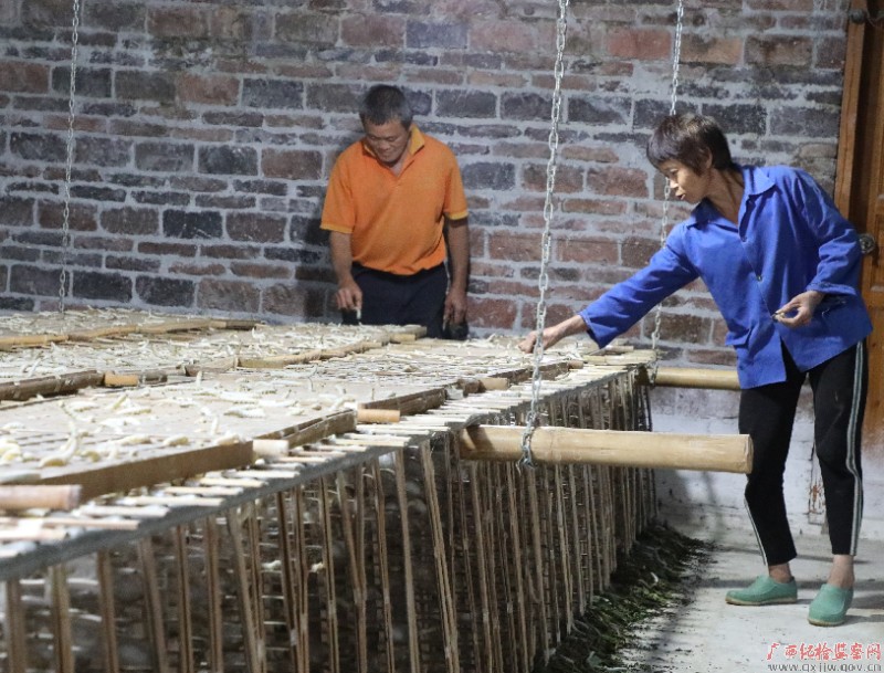 飞高村群众大力发展桑蚕、油茶种植等传统产业，促进产业遍地开花。