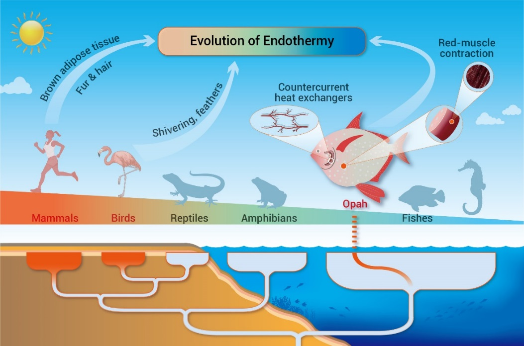 图4 恒温在脊椎动物中的演化历史趋同进化分析共筛选到如线粒体钠钙