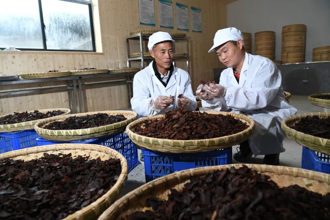 10月15日,安化县中药产业园湖南银鸿农业发展有限公司,员工在加工