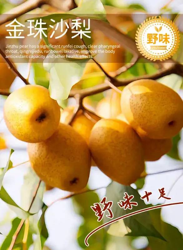 《本草纲目》中记载,沙梨具有"清痰止咳,润肺凉心,清热解毒"的功效.