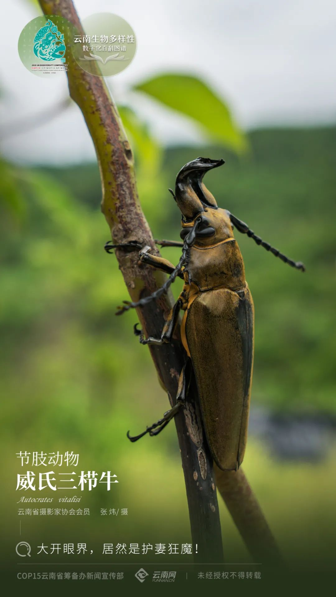 【云南生物多样性数字化百科图谱】威氏三栉牛：大开眼界，居然是护妻狂魔！