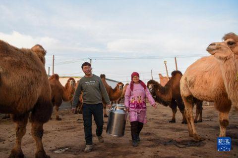 　　在新疆福海县喀拉玛盖镇，养殖户运送刚挤出的驼奶（11月24日摄）。　　新华社记者 丁磊 摄