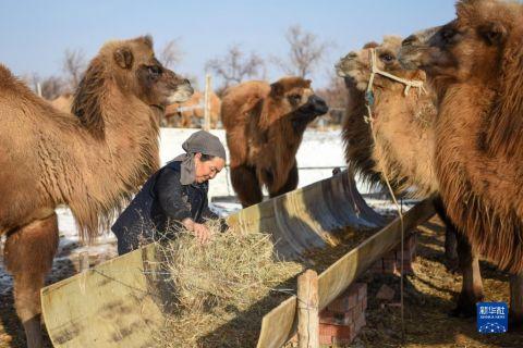 　　在新疆福海县解特阿热勒镇，养殖户给骆驼添加饲草料（11月25日摄）。　　新华社记者 丁磊 摄