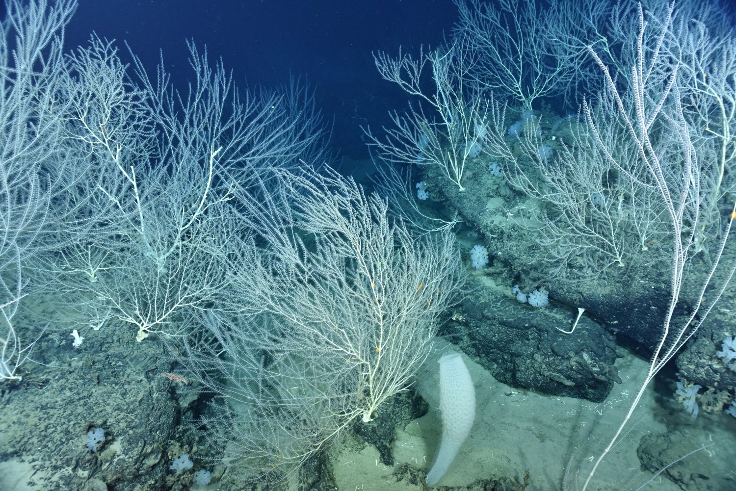 南海深潜拍摄到的海底珊瑚林(受访者提供)