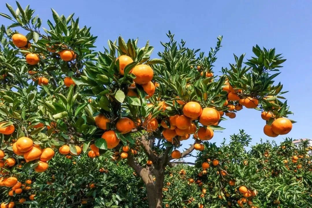 森林公园_新浪财经_新浪网