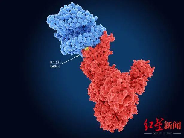 ▲B.1.1.529毒株共有32处刺突蛋白突变