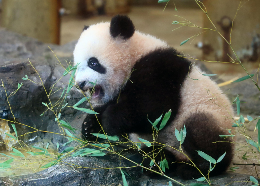大熊猫“香香”