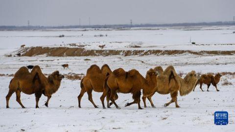 　　在新疆福海县齐干吉迭乡冬牧场，养殖户的骆驼在觅食（11月24日摄）。　　新华社记者 丁磊 摄