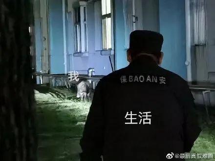 捉猪表情包疯传:视频显示,野猪在宿舍楼旁边被发现,保卫处工作人员