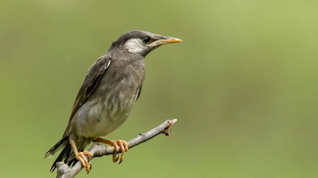 山西鸟类图鉴灰椋鸟