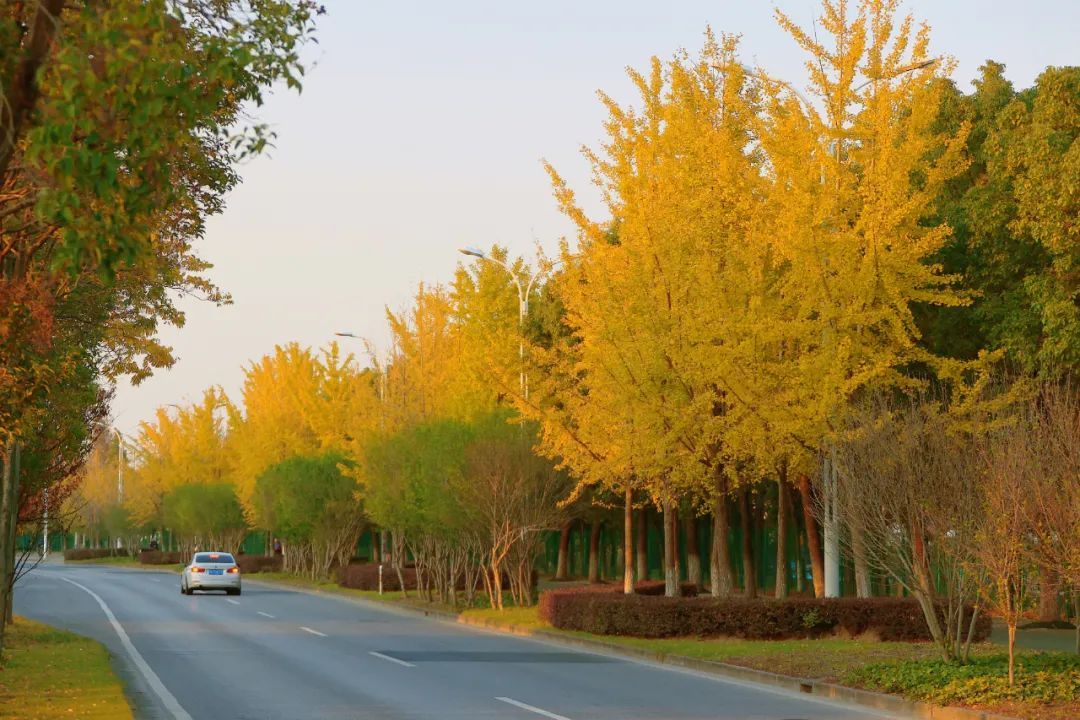 银杏树_新浪财经_新浪网