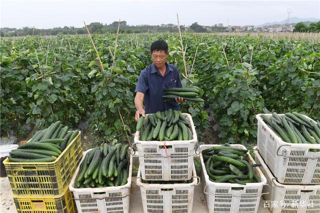 广西田东县平马镇百林村的村民在采摘黄瓜准备上市(11月4日摄).