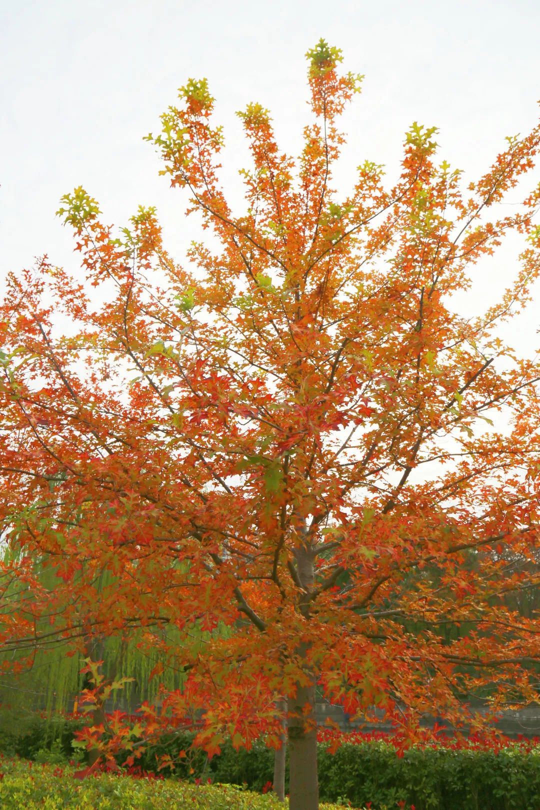 美国红枫10公分什么价格(美国红枫18公分市场价是多少)