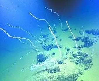 汪品先若建成深海博物馆上海将在世界科学界亮起东方明珠