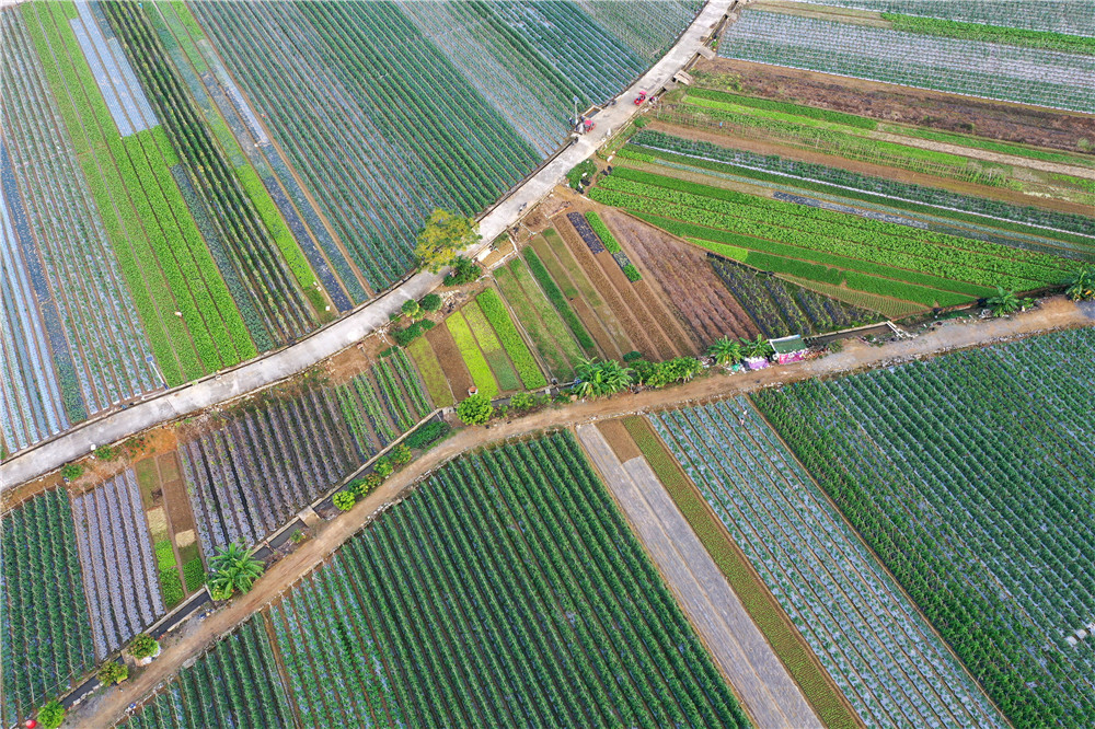 这是11月4日拍摄的广西田东县平马镇四平村的蔬菜基地(无人机照片).