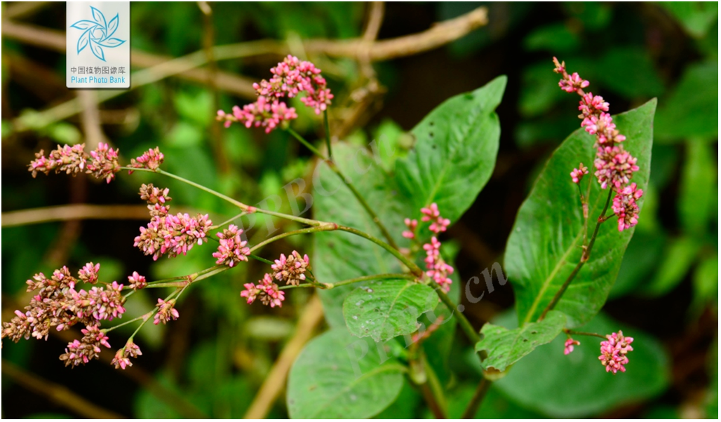 秋香满园的不止是菊花……一起来寻找最美丽的秋花丨花花万物|菊花_新
