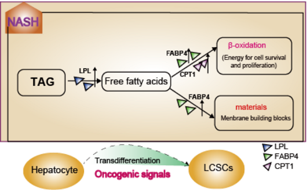 模式图：NASH阶段，多种致癌信号与脂肪酸代谢信号轴协同激活，有利于肿瘤干细胞的形成和恶性转化发生