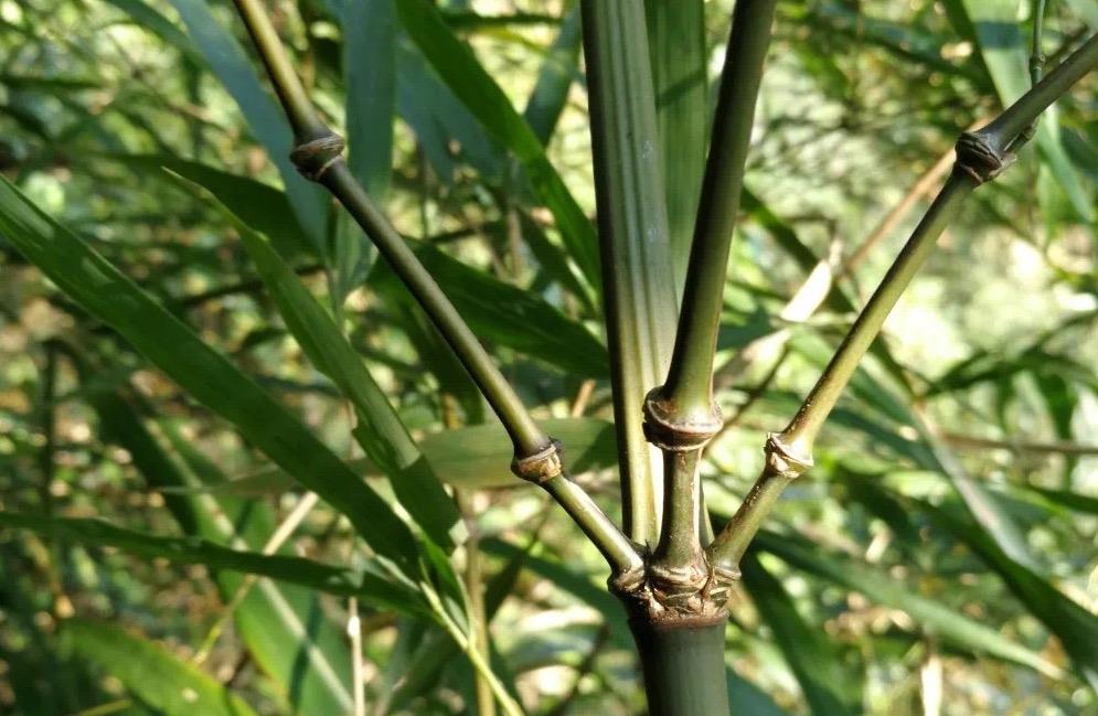 首次发现！云南昭通发现世界唯一分布的竹类植物新品种